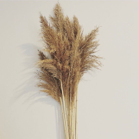 8 Piece Bundles-Dried Natural Pampas Grass - Picture 6 of 8